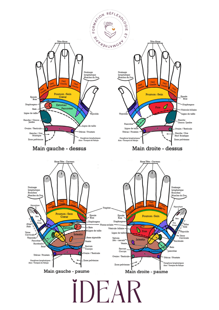Cartographie de réflexologie de l'IDEAR indiquant les zones, organes, glandes sous les mains