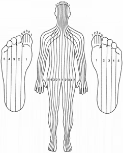 planche pieds et corps de 10 lignes longitudinales en réflexologie selon le Dr Fitzgerald